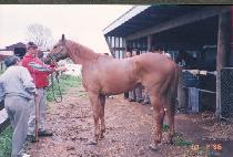 ���� (CHINGI) ����