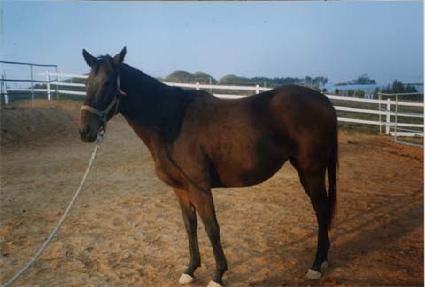 ��ǳ ����