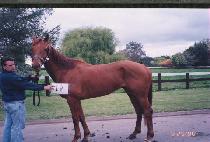 ������ (SURIA) ����