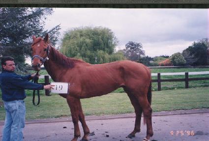 ������ ����