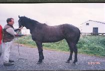 ���� (KODO) ����