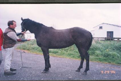 ���� ����