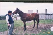 ��� (USOL) ����