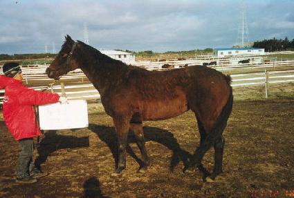 ������ ����