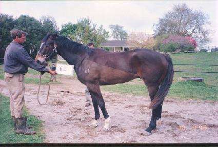 ������ ����