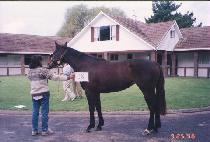 ���� (CHINJIN) ����