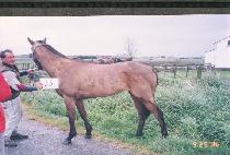 �� (PISEON) ����