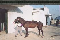 ��� (PIGONG) ����