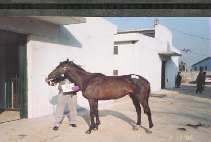 ��� ����