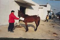 ���� (KOGUNG) ����