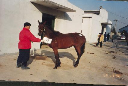 ���� ����