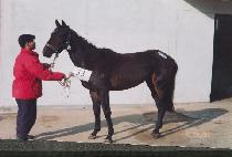 �Ż縮 (KEOSARI) ����