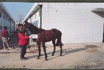 �Ӵ� (SOKTAL) ����