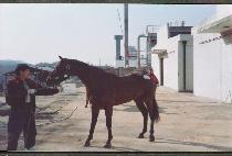 ������ (PONGNIMSA) ����