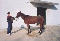 ����� (ONGNYEOBONG) ����