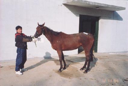 ����� ����