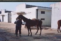 ����� (YONGDEUNGJA) ����