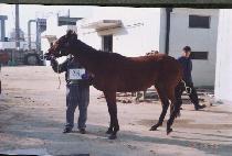 �����ö�� (MAY FLOWER) ����