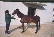 ȭ�̳��÷��� (FINAL PLAY) ����