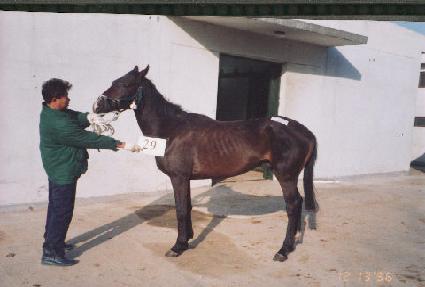 ȭ�̳��÷��� ����