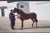 ���������� (MAGIC SMILE) ����