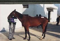 �Ͱ��Ͱ� (WAGGA WAGGA) ����