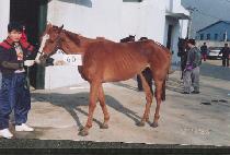 �ö���Ÿ�̰� (FLYING TIGER) ����