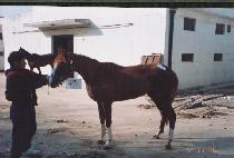 ��Ʈ�� (STRONG) ����