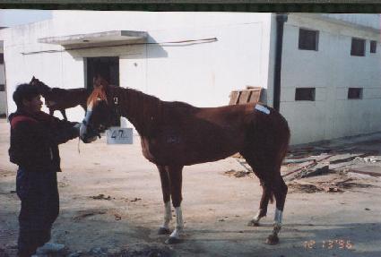 ��Ʈ�� ����