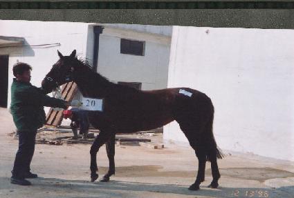 ��ȭ ����