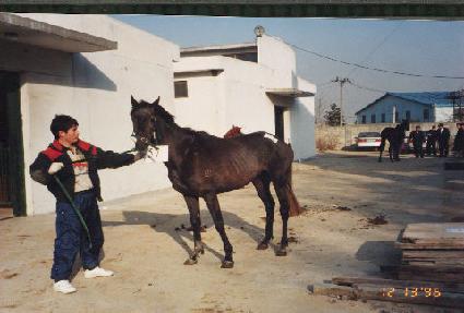 ������ ����