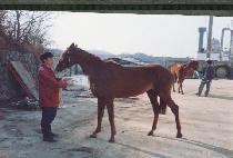 ������ (QUICK STEP) ����