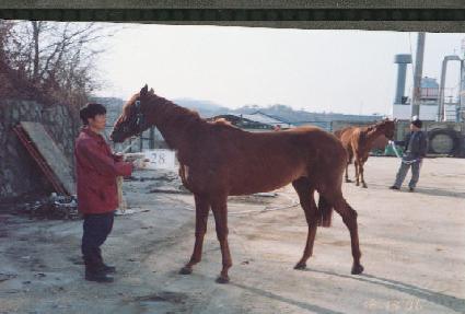 ������ ����