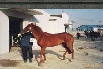 ���＼�� (CHESAMSERYEOK) ����