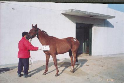 ����� ����