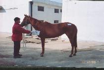 ��ī���� (MACARENA) ����