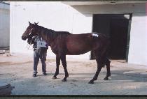 ������ (CHEOKKWANGT��O) ����