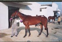 ����Ư�� (TONGNAMT��EUKKEUP) ����