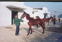 �������� (CHAMPS ELYSEES) ����