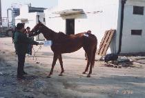 ���� (SHINIM) ����