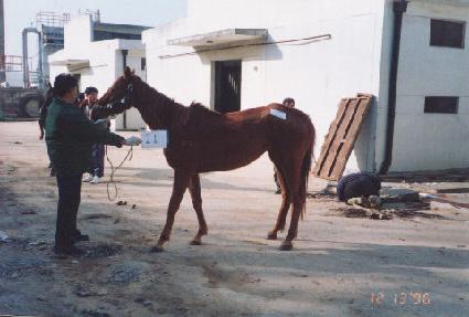 ���� ����