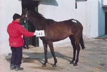 �ſ� (SHINWOL) ����