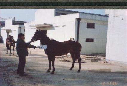 ������ ����