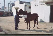 ���� (SUGI) ����