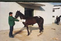 ����� (TAMDAEHAM) ����