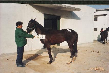 ����� ����