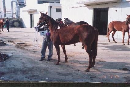 �ݵ��� ����