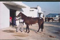 ���� (OKSAEM) ����