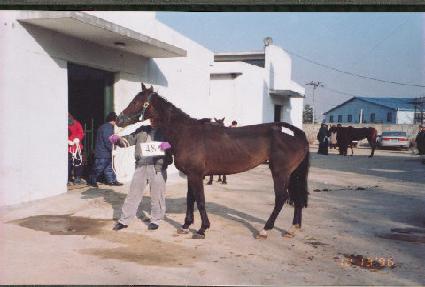 ���� ����