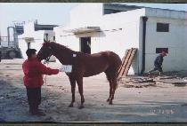 ����� (NUBIDA) ����